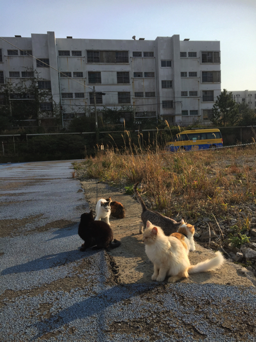 クマ猫と廃墟 長崎】廃墟と猫の島、池島を散歩！│一人旅研究会
