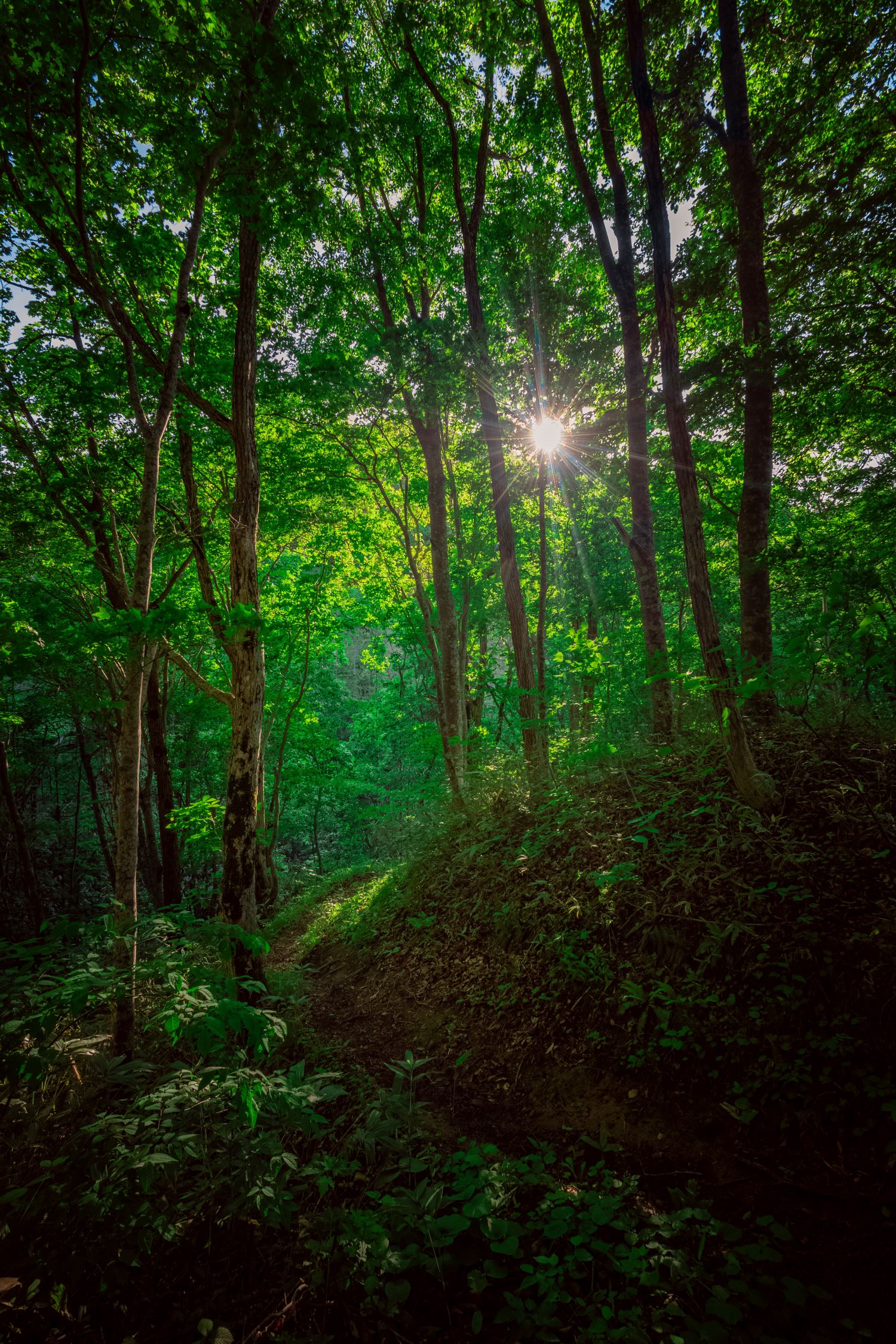 北海道】ブナの生息する北限地、ブナの森を散策！│一人旅研究会