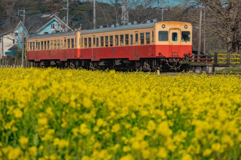 千葉】菜の花満開の上総久保駅！│一人旅研究会