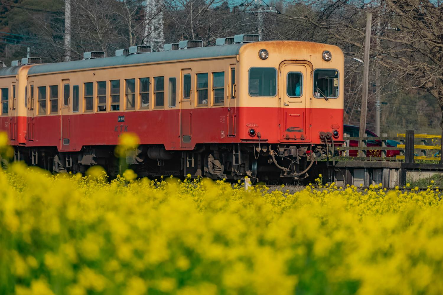 千葉】菜の花満開の上総久保駅！│一人旅研究会