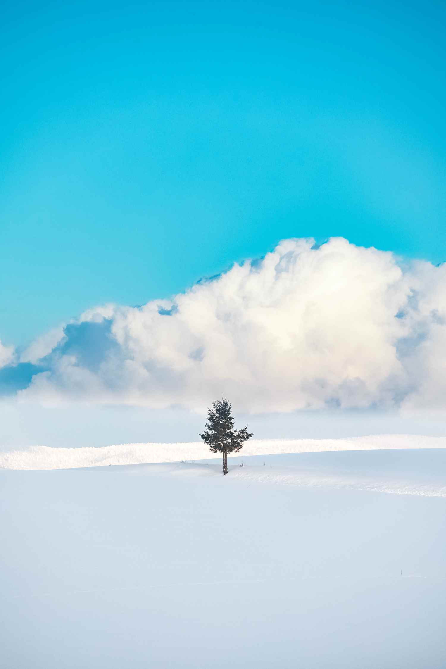北海道】絶景！雪に浮かぶクリスマスツリーの木！│一人旅研究会