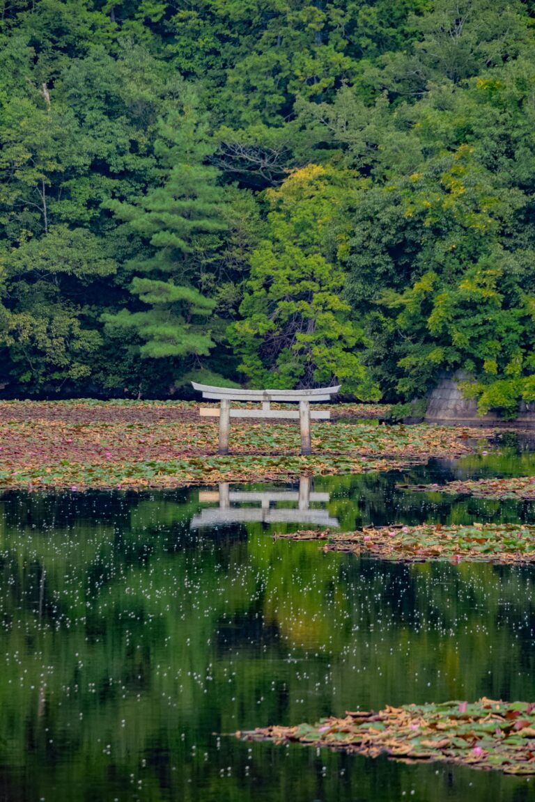 滋賀】池に沈む鳥居？！弁天池の沈み鳥居！│一人旅研究会