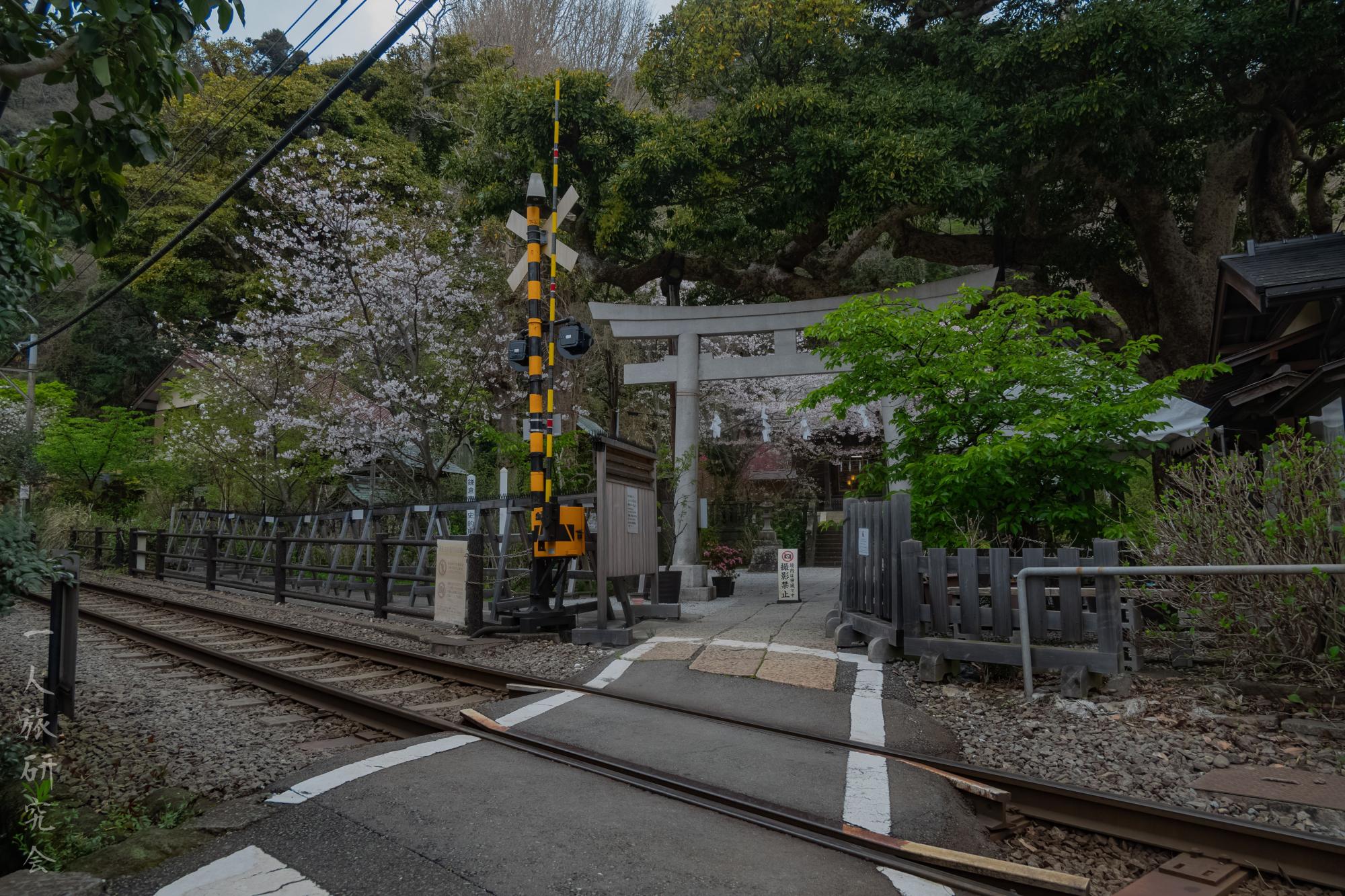 神奈川】江ノ電と桜と鳥居！極楽寺1号踏切と鎌倉の大仏を散策！│一人