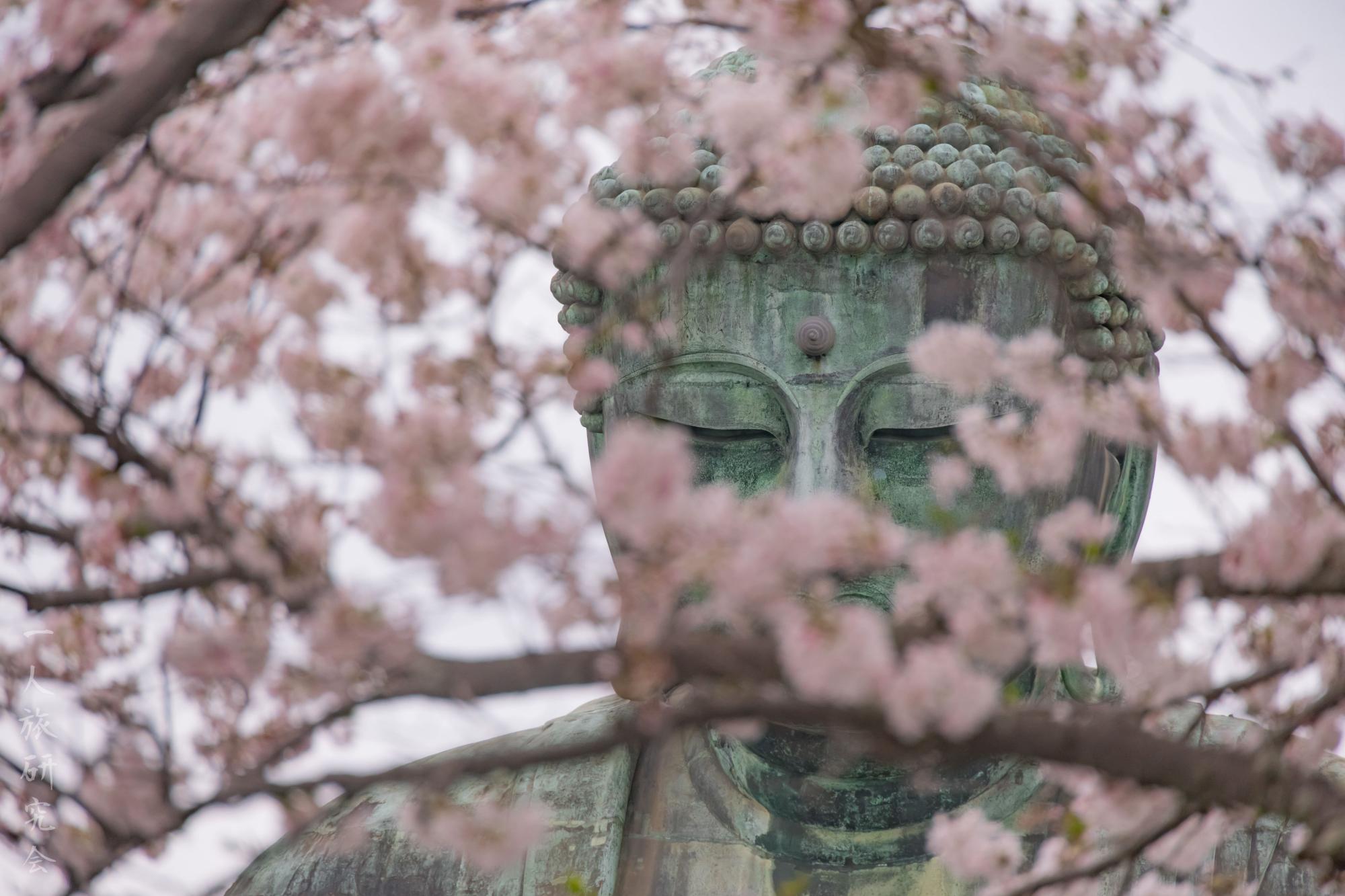 神奈川】江ノ電と桜と鳥居！極楽寺1号踏切と鎌倉の大仏を散策！│一人
